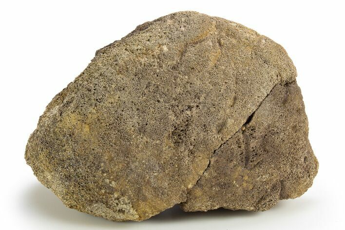 Dinosaur (Triceratops) Bone Section - Montana #316613